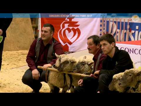 Voir la vidéo : Ring Ovins et Caprins du 28 février 2017, partie 3