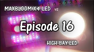 MaxBloom vs High Bay LED Grow Light Ep.16