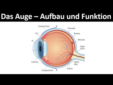 The Eye - Structure and Function of the Eye Simply Explained [Biology, Intermediate Level]