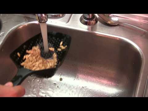 download lagu mp3 mp4 Muskmelon Seeds, download lagu Muskmelon Seeds gratis, unduh video klip Muskmelon Seeds