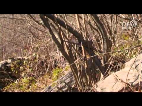 I passi del silenzio - Pra'd Mill