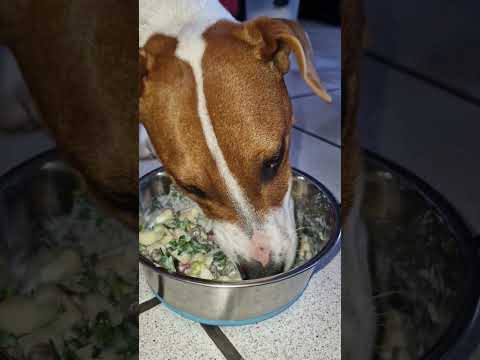 Dinner time for my fur babies! 🐾 Coriander, yogurt, apple, and a bit of raw—served with  pellets! 🍎🥬