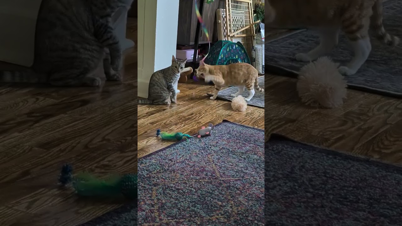 Enlarge Wilbur Bell, a Adoptable Domestic Short Hair in Denver, CO video 5/5