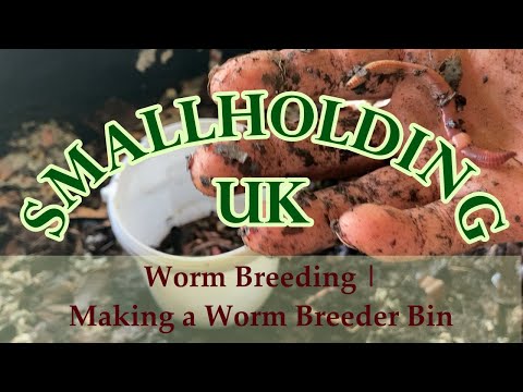 Worm Breeding | Setting Up a Worm Breeder Bin