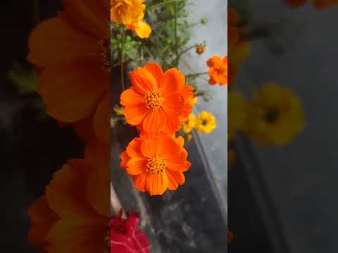 Beautiful biscuits flower ll #viral #shorts #jn meghla shah