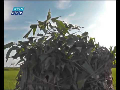 পরিবেশ ধ্বংসের পাশাপাশি শিকারীদের দৌরাত্বে বিলুপ্ত হচ্ছে বিভিন্ন প্রজাতির পাখি