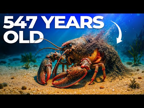 The Insanely Brutal Way Lobsters Die