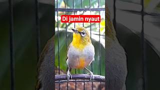 Download lagu pleci betina memanggil jantan #plecigacor mp3