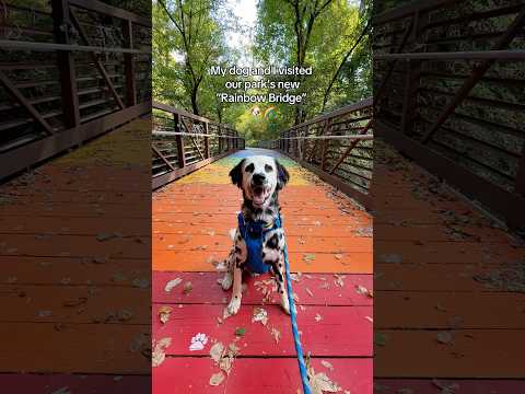 My dog and I visited the “Rainbow Bridge” for dogs 🌈🐶 #dog #dogs