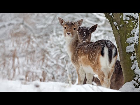 Beautiful Relaxing Music, Peaceful Soothing Instrumental Music, in 4k "Winter Wildlife" by Tim Janis