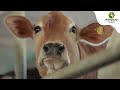 What Makes Milk 100 Organic Part 2 How The Cow Lives Akshayakalpa Organic