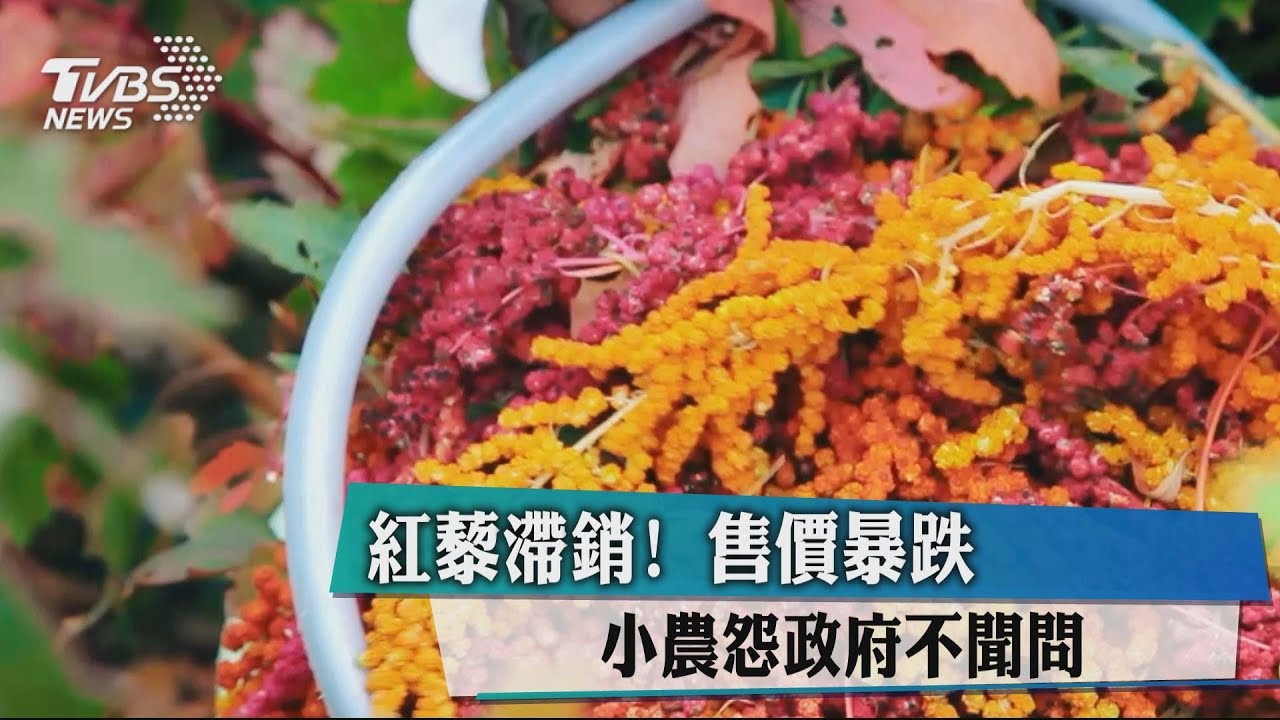 紅藜滯銷！售價爆跌　小農怨政府不聞問