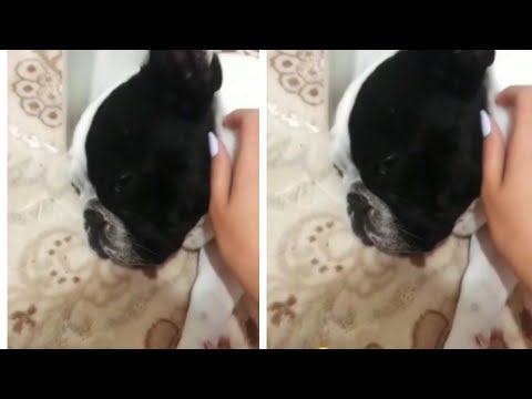 Sıla Türkoğlu'nun evinden köpeği ile görüntüləri geldi