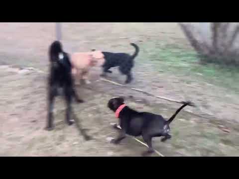 Jerry and Presley, Anna, Marlene, Carly Girl next door