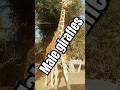 male giraffes under the tree #giraffes #shorts #trending #viralvideo #animalworld #animalslovers