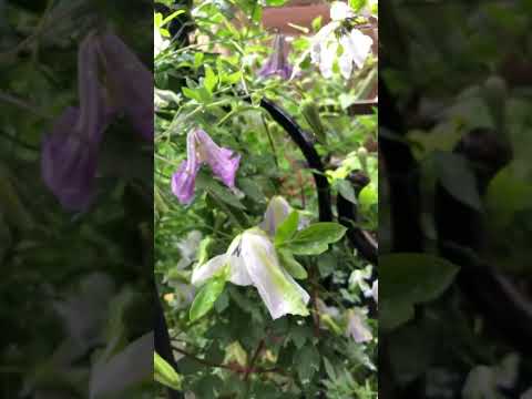 園芸 マウンテンクレマチス