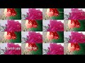 Kumawne Video Song 2
