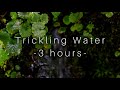 3 Hours Of Trickling Water Sounds Running Water Dripping Water Pure Nature