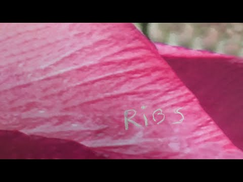 Tirzah - Ribs (Official Audio)
