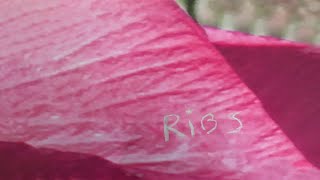 Ribs Music Video