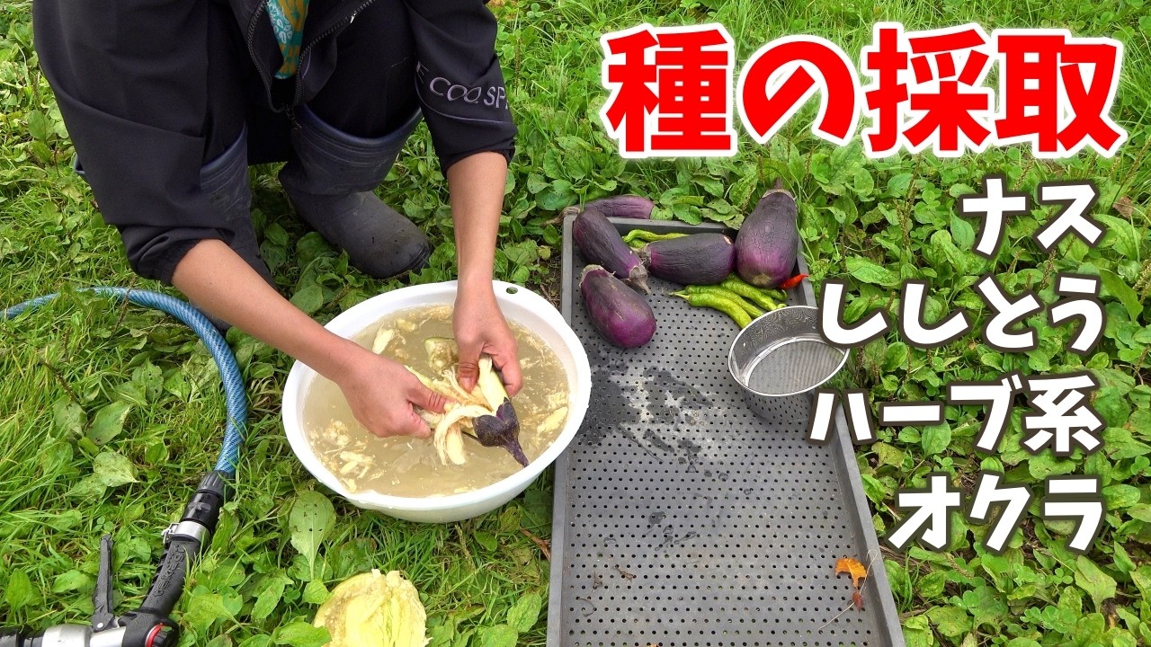 秋のタネ取りをしていきます。茄子、ししとう、パクチーなどのハーブ系、オクラ。　田舎暮らし　家庭菜園　鬼嫁とボクの田舎暮らし