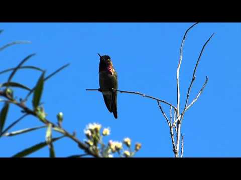 Anna's Hummingbird, catching flies and mosquitoes