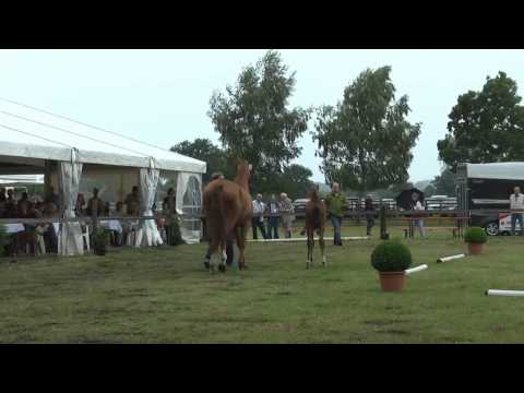 Sudweyher Fohlenschau 2015 - Kat.-Nr. 36