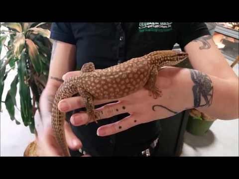 Adult Red Ackies Monitors (Varanus acanthurus)