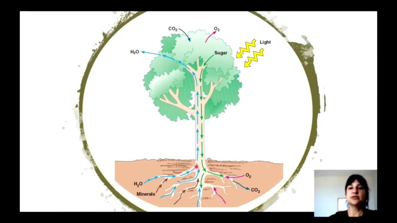 Fisiologia Vegetal - Partição e translocação de fotoassimilados