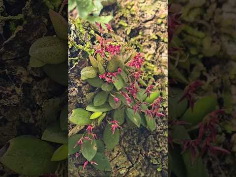 A mais bela microorquidea do cerrado de Goiás #natureza #orquidias#flores