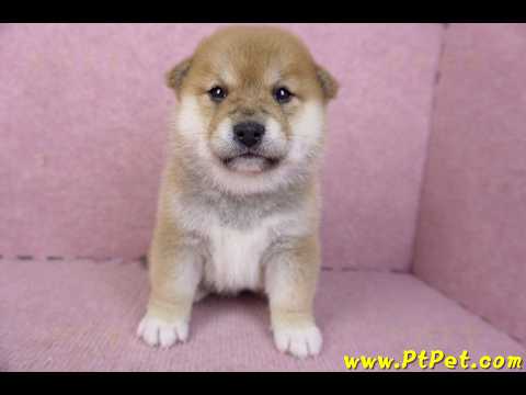 01/16赤色柴犬母幼犬1號