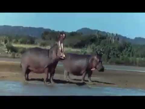 Animals getting drunk on the amarula fruits.