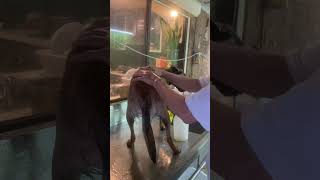 Hard to showers for Rusty!he doesn’t want to shower! he needs to shower to clean his body 1 in moth