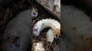 Download lagu Effective Tips for Eliminating Grubs 🌱🪲 #domyownlawncare #grubs mp3