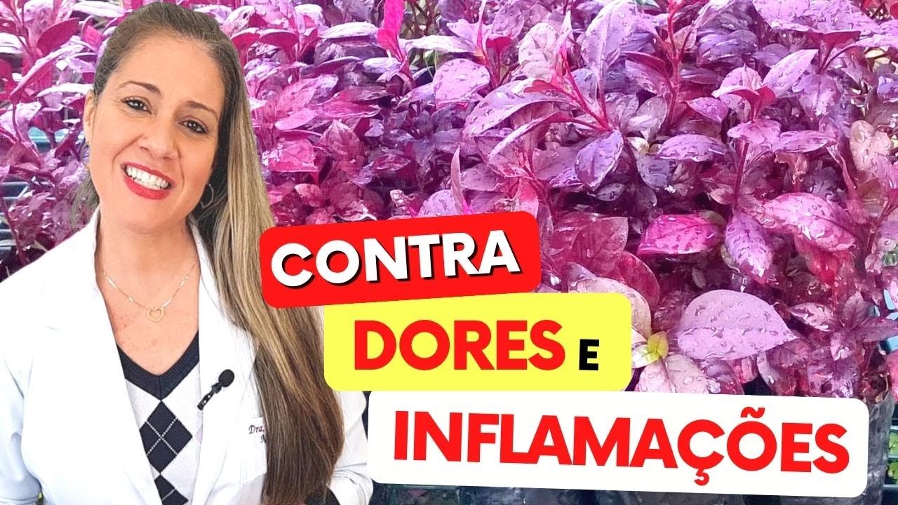 Planta ANTIBIÓTICA e ANALGÉSICA - Farmácia NATURAL para DORES, INFLAMAÇÃO e Mais - Como Usar, Chá,..