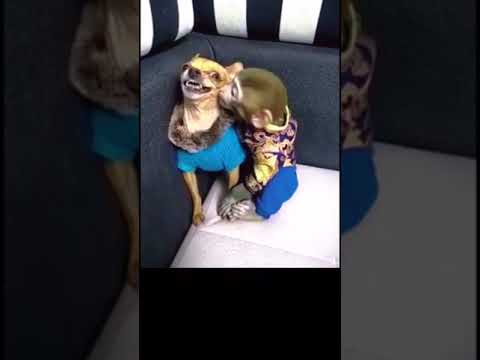 Dog is angry for kissing #funnyshort #shorts
