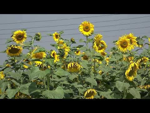 Sunflower - variable climate tolerant oil seed crops