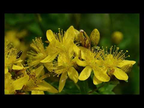 01.3-Hexenmedizin Mittsommertraum