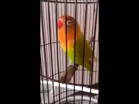 Download Lagu Download Masteran Lovebird Isian Kapas Tembak Mp3 Mp3 Gratis