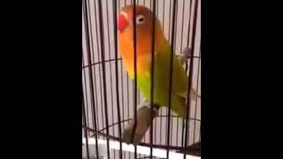Download lagu Suara burung lovebird isian kapas tembak mantab mp3