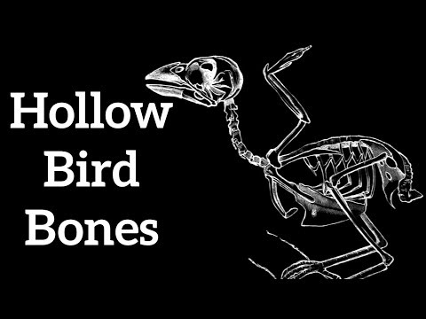YouTube video about: How many birds in a brace?