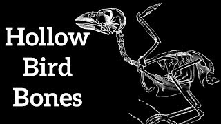 Hollow Bird Bones - Adaptations for Flight