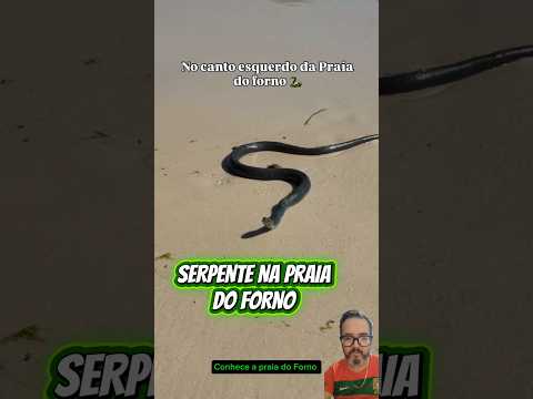 Praia Do Forno Arraial🐍😱#arraialdocabo #riodejaneiro #natureza #nature #animais #floresta #viralizou