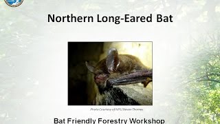 preview picture of video 'Status of the Proposed Listing of the Northern Long-eared Bat 10-30-2014'