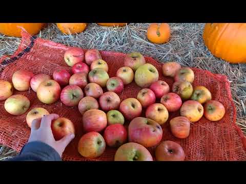 Orleans Reinette = large French Eater