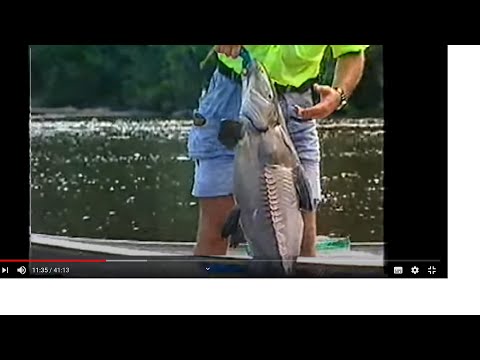 GLOBO REPORTER - EM BUSCA DOS PEIXES GIGANTES -1999