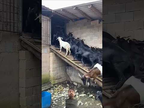 Goats farm house | goats viral short video 😍| Farms house| #goat #farming #farmhouse #shorts#2025