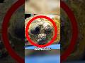 This massive SEA turtle was infested with barnacles 😱 #shorts #barnacles #seaturtles