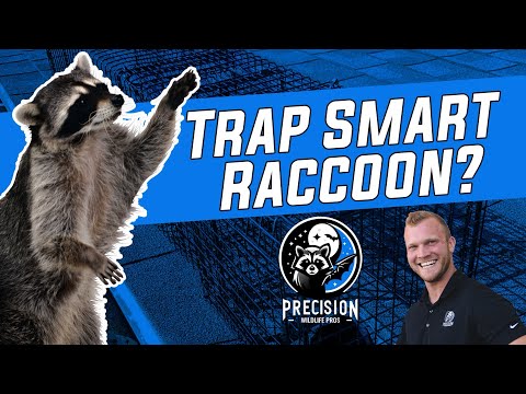 How To Trap A Raccoon That Outsmarts Your Trap | Watch Live Footage!