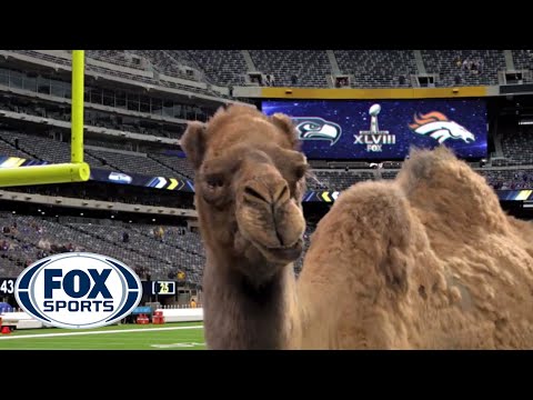 Geico Camel is the new FOX Sports sideline reporter